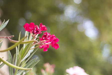 nice garden with showy flowers on a sunny dayの写真素材