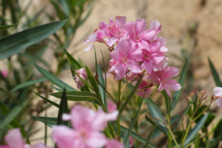 nice garden with showy flowers on a sunny dayの写真素材