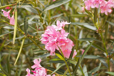 nice garden with showy flowers on a sunny dayの写真素材