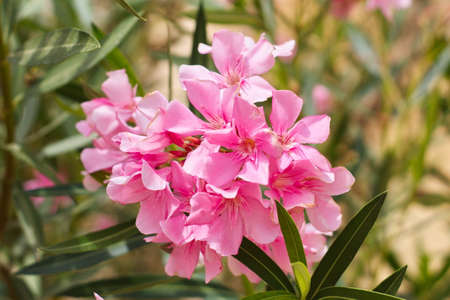 nice garden with showy flowers on a sunny dayの写真素材
