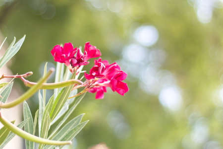 nice garden with showy flowers on a sunny dayの写真素材