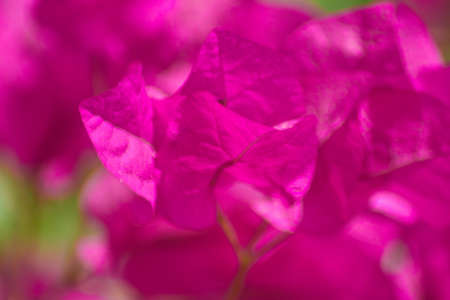 Nice garden with showy flowers on a sunny dayの写真素材