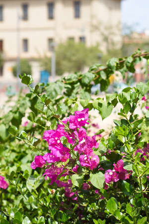 Nice garden with showy flowers on a sunny dayの写真素材