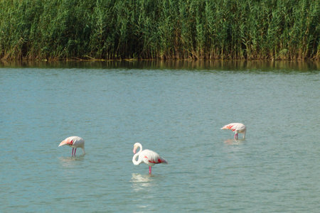 Pretty flamingos feeding silently in a quiet lagoonの写真素材