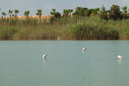 Pretty flamingos feeding silently in a quiet lagoonの写真素材