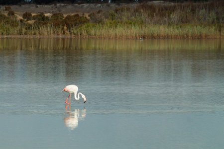 Pretty flamingos feeding silently in a quiet lagoonの写真素材