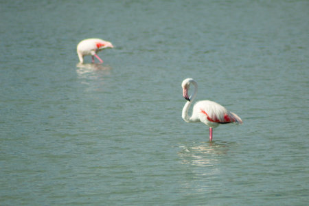 Pretty flamingos feeding silently in a quiet lagoonの写真素材