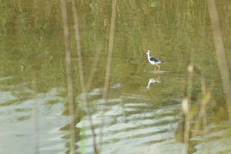 Pretty black-necked stilt feeding silently in a quiet lagoonの写真素材