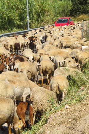 Nice flock of sheep and goats led by the shepherd through roads and highways to the fields to graze