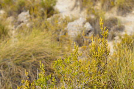 Close-up of the medicinal wild rosemary plant that grows in the dry mountains of Murciaの写真素材