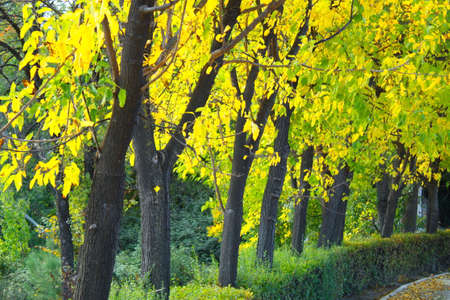 Path to walk in a very beautiful natural environment of the Fuentes de MarquÃ©s in Caravaca de la Cruz in Murciaの写真素材
