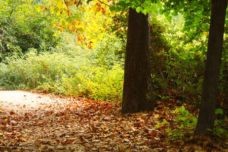 Path to walk in a very beautiful natural environment of the Fuentes de MarquÃ©s in Caravaca de la Cruz in Murciaの写真素材