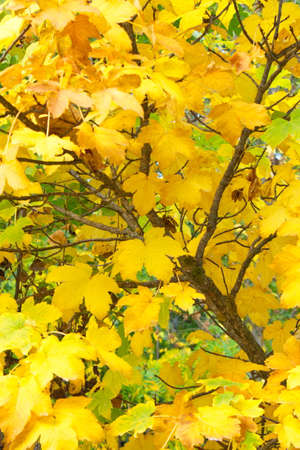 Impressive and colorful background of maple leaves in the forest of Las Fuentes del MarquÃ©sの写真素材