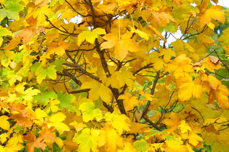 Impressive and colorful background of maple leaves in the forest of Las Fuentes del MarquÃ©sの写真素材