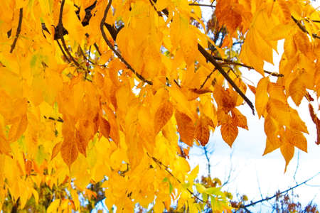 Impressive and colorful background of maple leaves in the forest of Las Fuentes del MarquÃ©sの写真素材