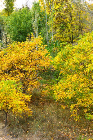 Impressive and colorful background of maple leaves in the forest of Las Fuentes del MarquÃ©sの写真素材