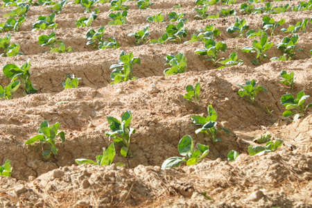 Extensive field of row lettuces growing in a fertile watered fieldの写真素材
