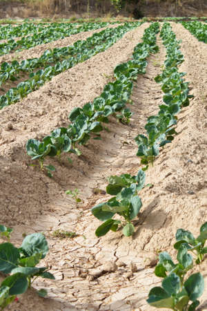 Extensive field of row lettuces growing in a fertile watered fieldの写真素材