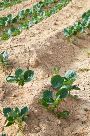 Extensive field of row lettuces growing in a fertile watered fieldの写真素材