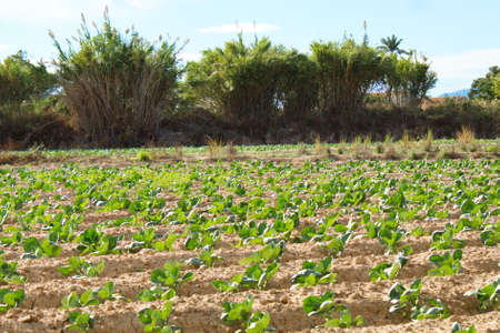 Extensive field of row lettuces growing in a fertile watered fieldの写真素材