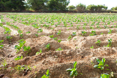 Extensive field of row lettuces growing in a fertile watered fieldの写真素材