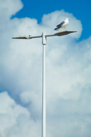 Seagulls flying with a background of deep blue sky and cloudsの写真素材