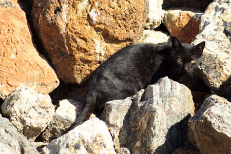 Wild black cat among the rocks of the fishing port dikeの写真素材
