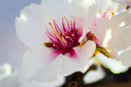 Beautiful and colorful almond flower in full bloomの写真素材