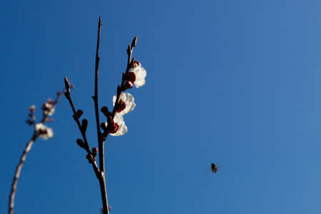 Beautiful and colorful apricot flower in full bloomの写真素材