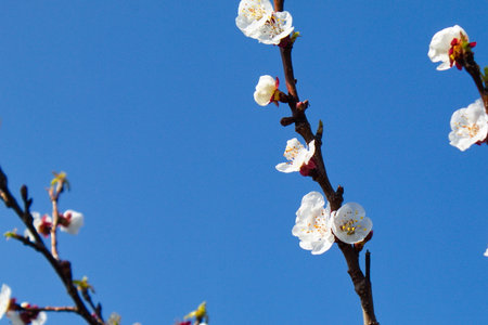 Beautiful and colorful apricot flower in full bloomの写真素材