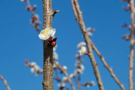 Beautiful and colorful apricot flower in full bloomの写真素材