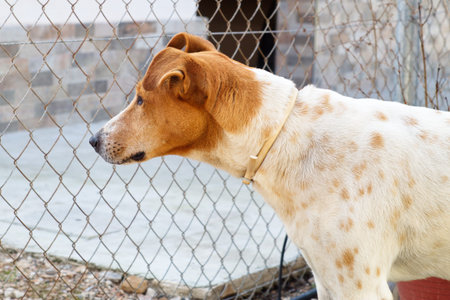Spectacular and happy hunting dog