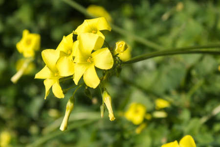 Lush garden with pretty Oxalis pes-caprae on its branchの写真素材