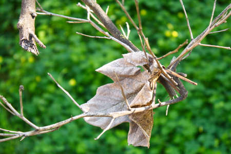 Dry leaf on branch on unfocused green backgroundの写真素材