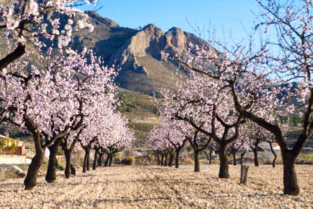 Beautiful and colorful almond flower in full bloomの写真素材