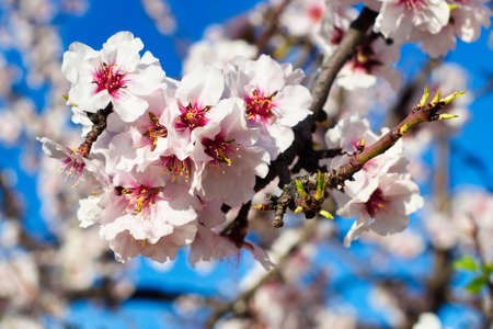 Beautiful and colorful almond flower in full bloomの写真素材