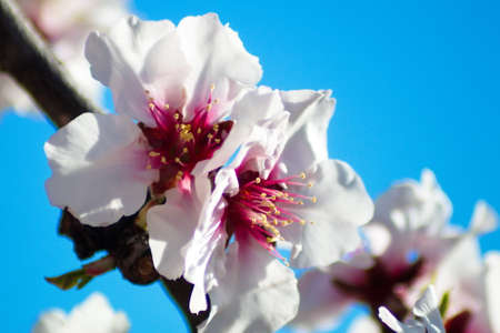 Beautiful and colorful almond flower in full bloomの写真素材