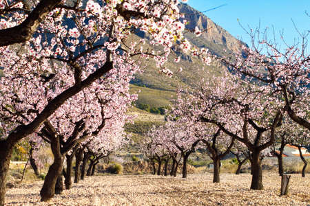 Beautiful and colorful almond flower in full bloomの写真素材