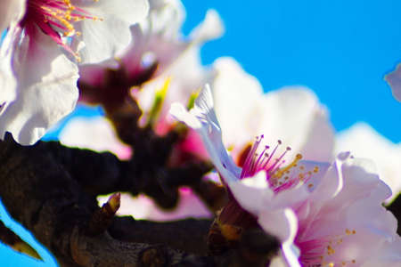 Beautiful and colorful almond flower in full bloomの写真素材