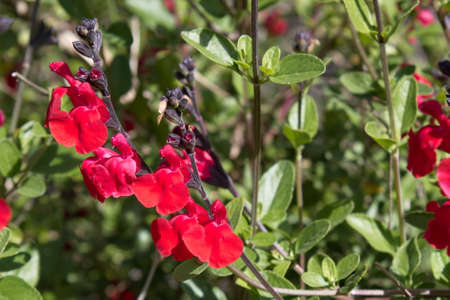 Lush garden with pretty salvia microphylla on its branchの写真素材