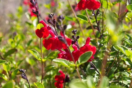 Lush garden with pretty salvia microphylla on its branchの写真素材