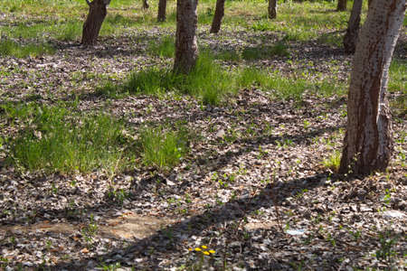 Set of trunks of a forest in a protected natural environmentの写真素材