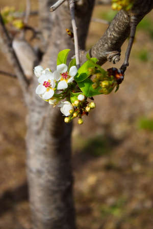 Beautiful and colorful pear flower in full bloomの写真素材