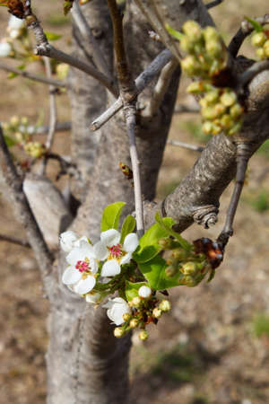 Beautiful and colorful pear flower in full bloomの写真素材