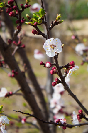 Beautiful and colorful apricot flower in full bloomの写真素材