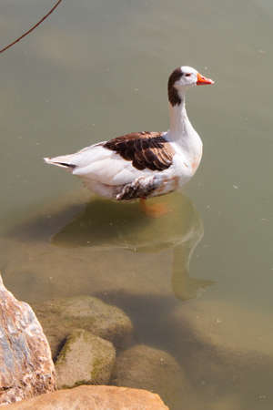Beautiful goose on the bank of the Segura river as it passes through the center of Murciaの写真素材