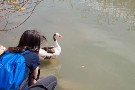 Beautiful goose on the bank of the Segura river as it passes through the center of Murciaの写真素材