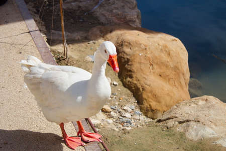 Beautiful goose on the bank of the Segura river as it passes through the center of Murciaの写真素材