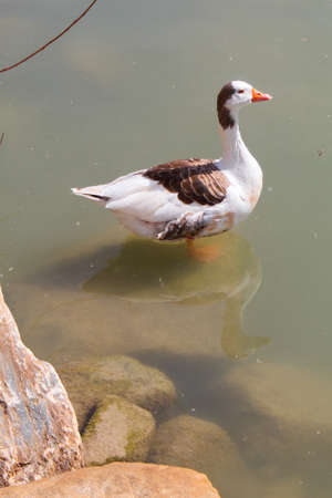 Beautiful goose on the bank of the Segura river as it passes through the center of Murciaの写真素材