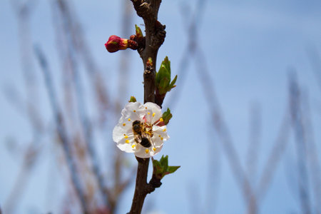 Pretty bee perching on the apricot flower in a gardenの写真素材